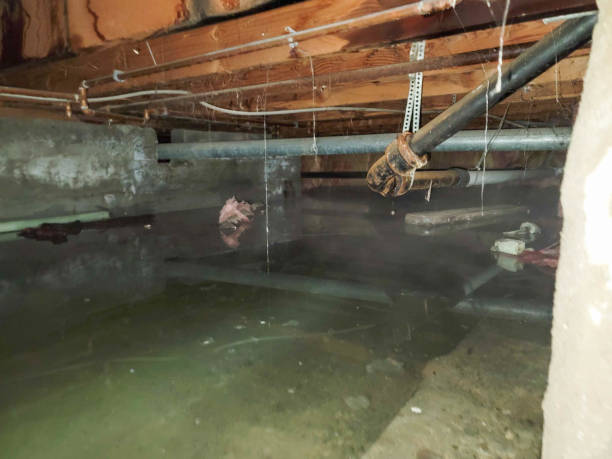 Best Flood damage cleanup  in Franklin Farm, VA